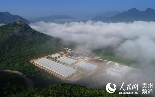 鳥瞰鐵騎力(li)士種豬繁育場(chang)。